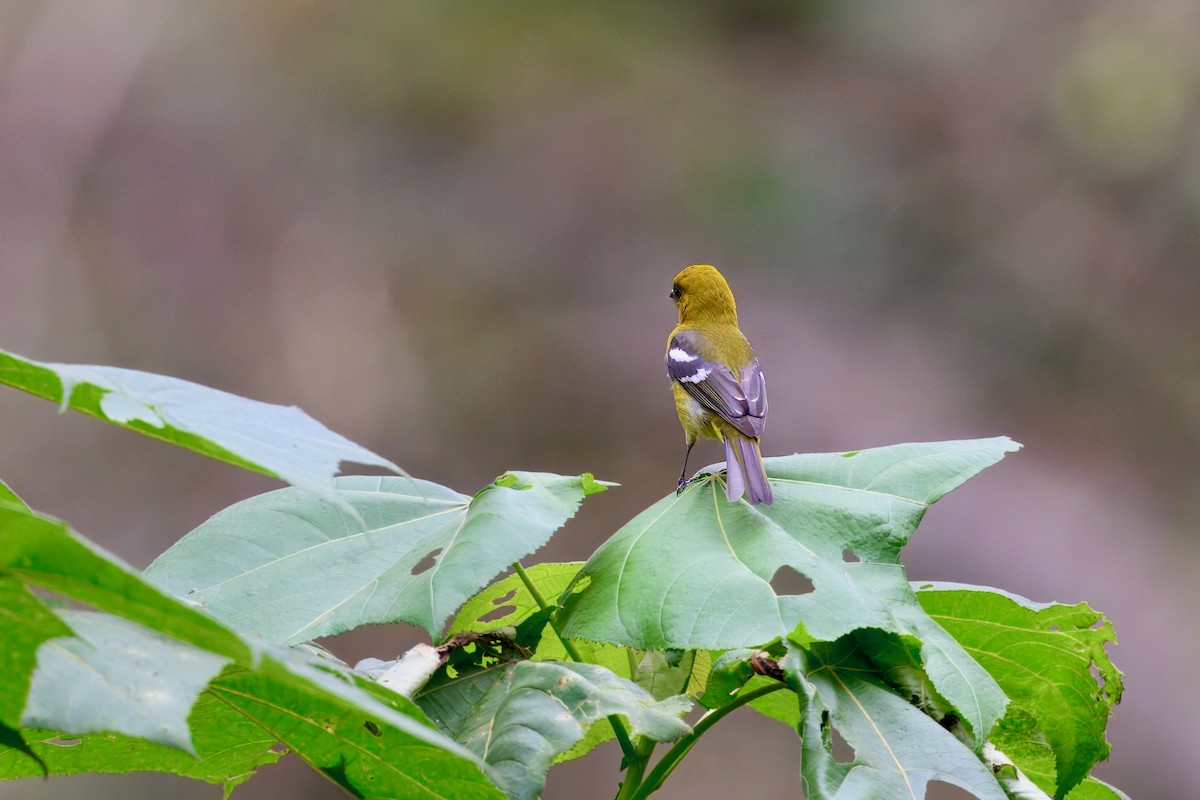 Ak Kanatlı Piranga - ML646258440