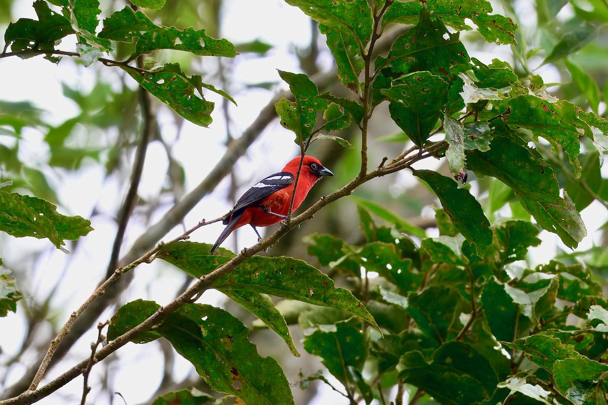 Ak Kanatlı Piranga - ML646258441