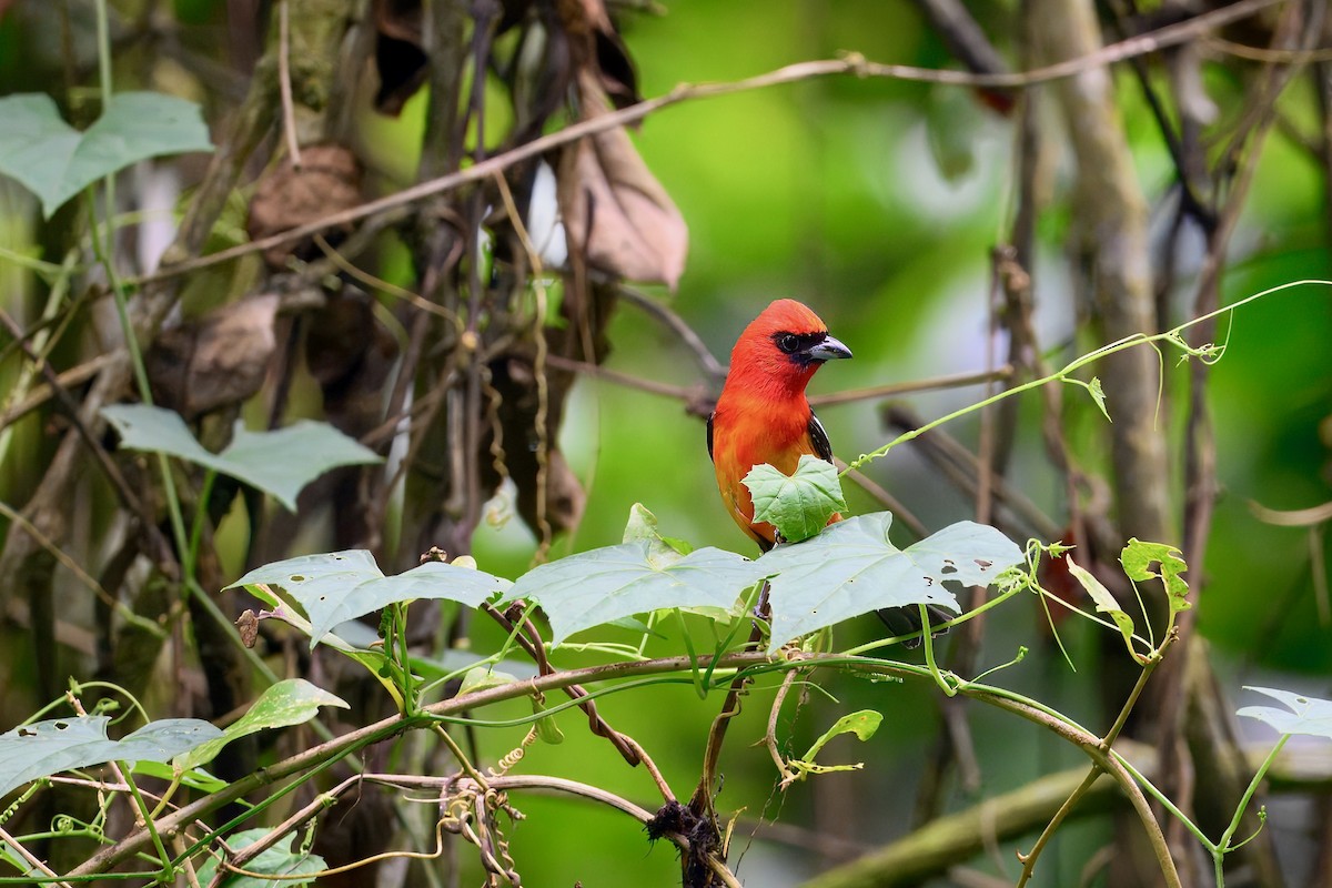 Ak Kanatlı Piranga - ML646258442