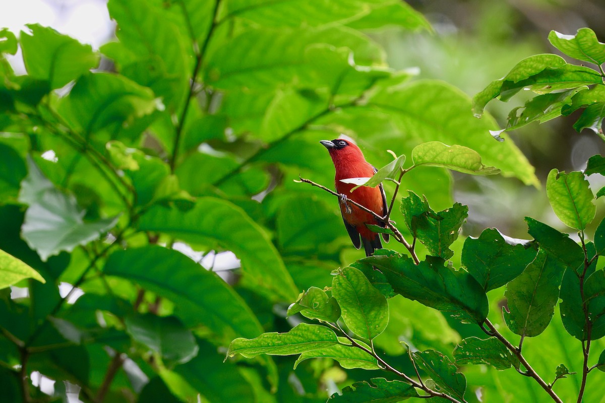 Ak Kanatlı Piranga - ML646258443