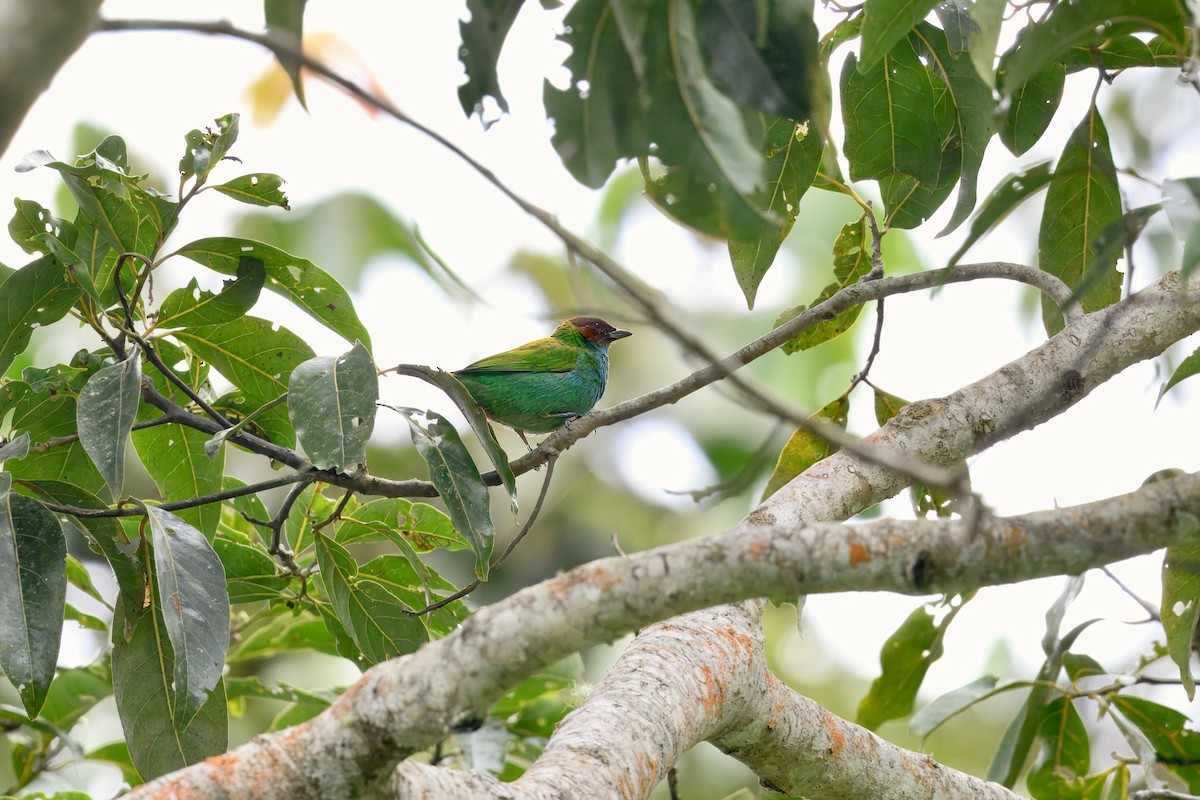 Bay-headed Tanager - ML646258451