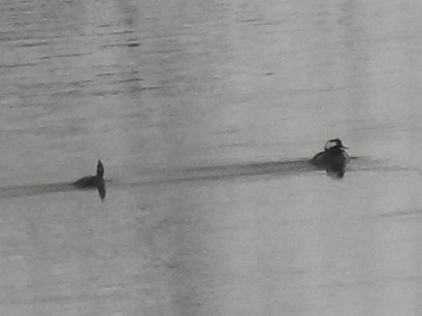 Smergo dal cappuccio - ML646258459