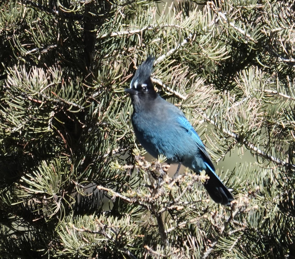 Steller's Jay (Southwest Interior) - ML646258466