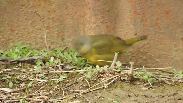 Mourning Warbler - ML646258468