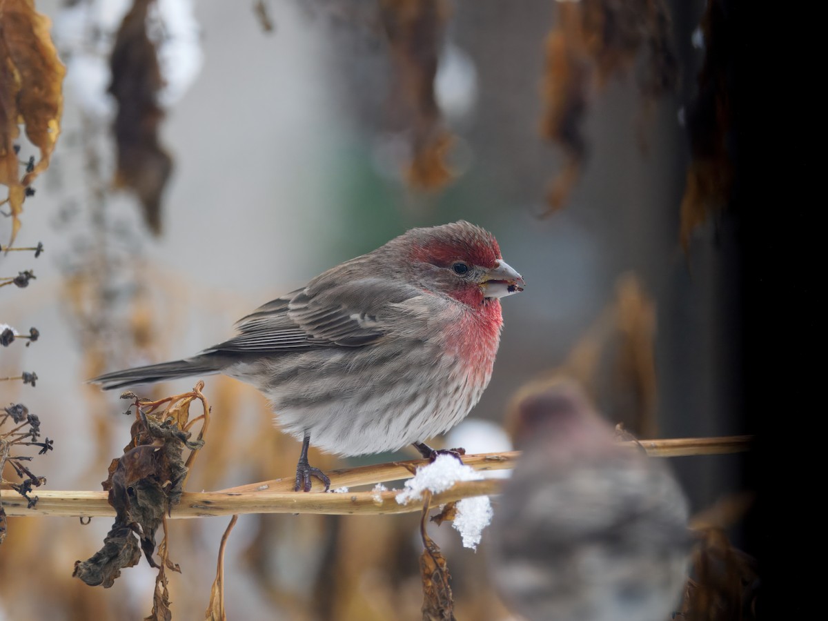House Finch - ML646258471