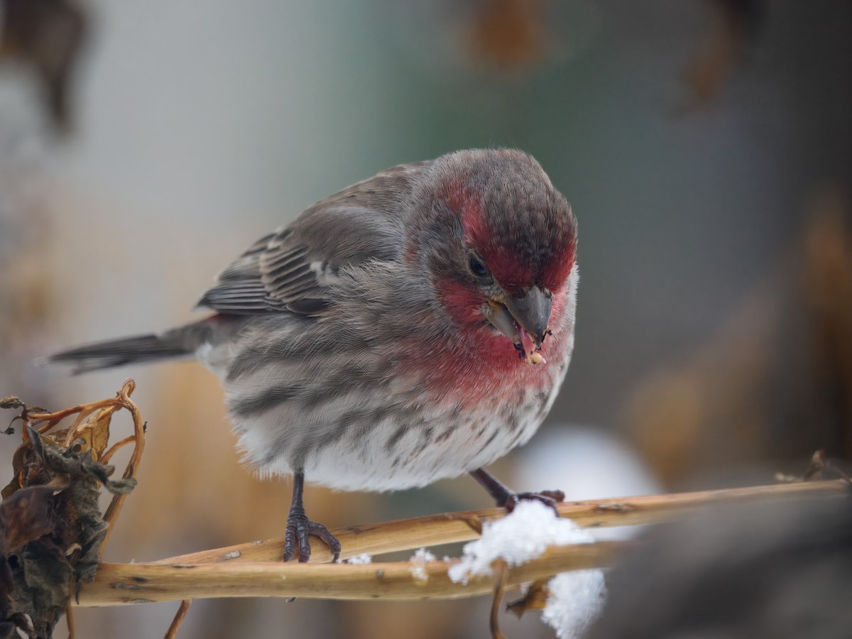 House Finch - ML646258472