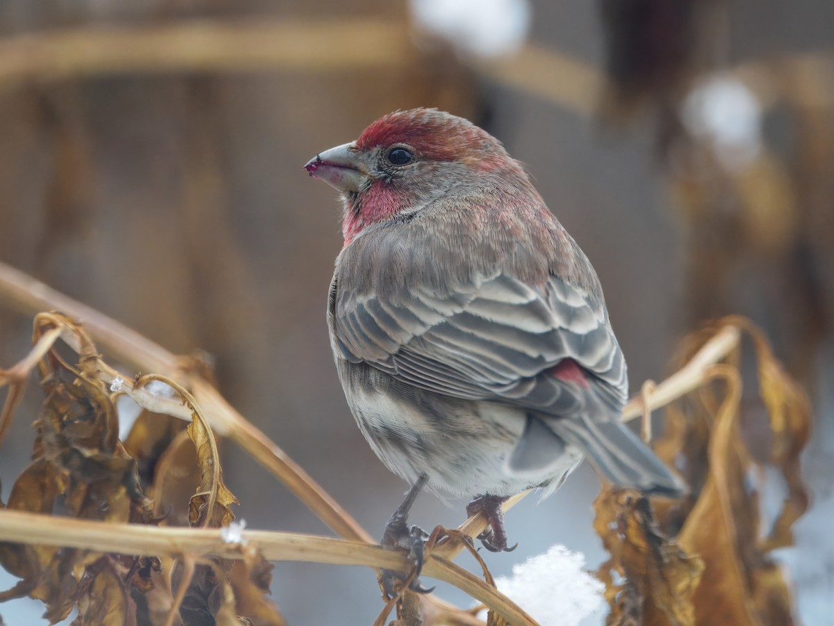 House Finch - ML646258473