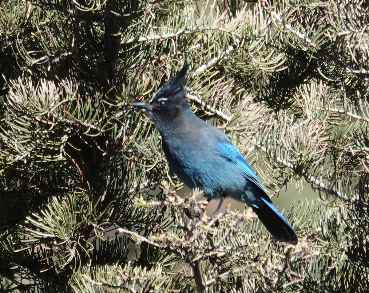 Steller's Jay (Southwest Interior) - ML646258474