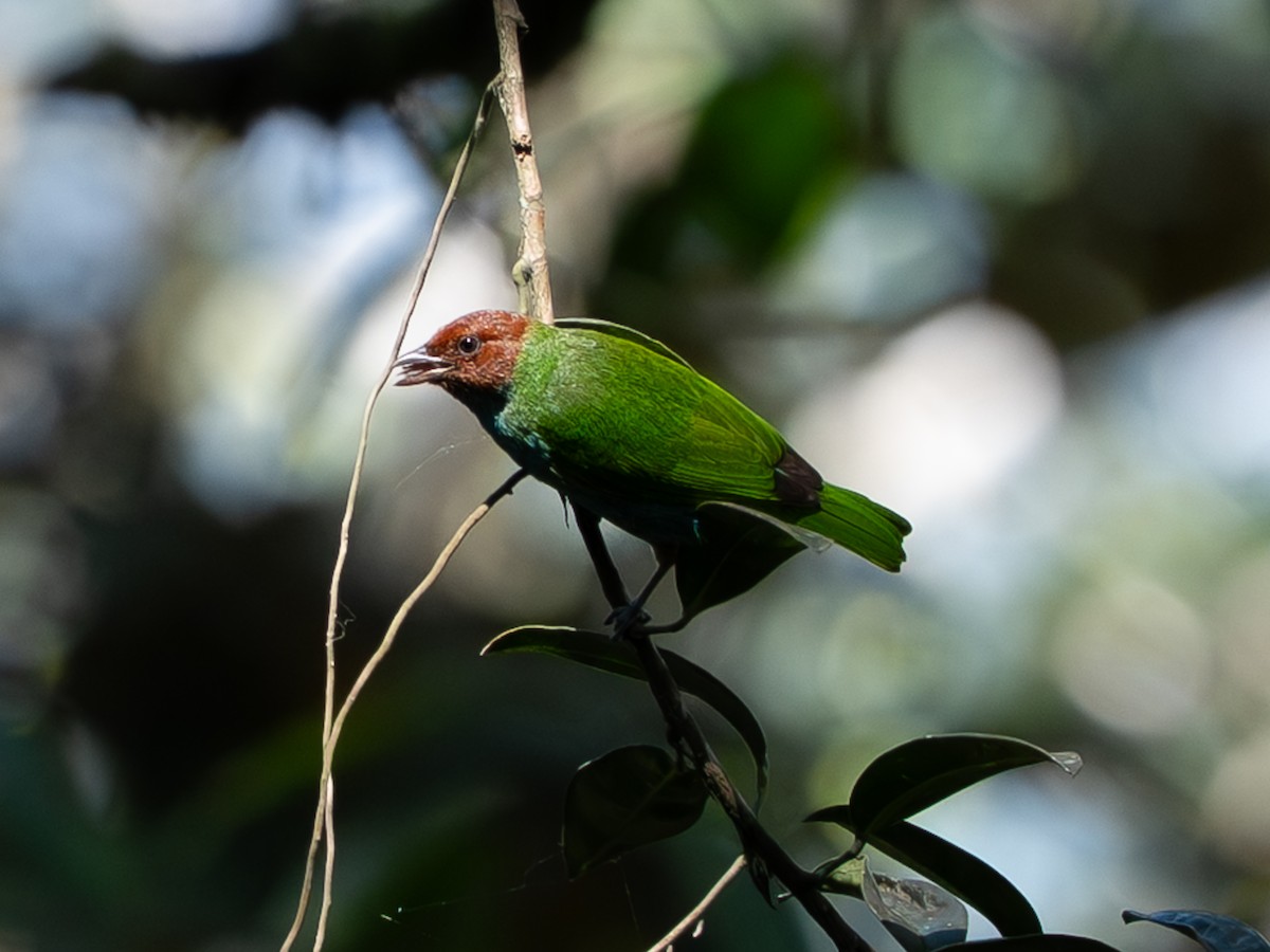 Bay-headed Tanager - ML646258476