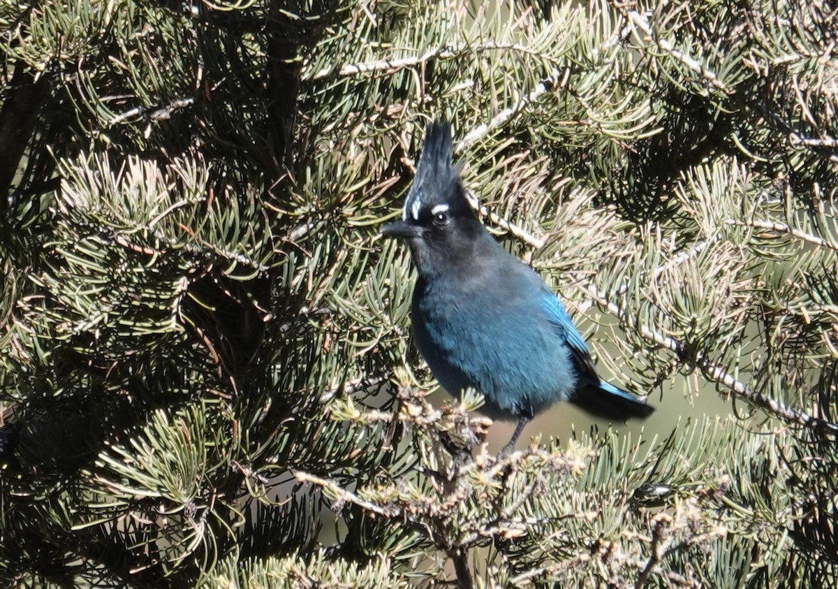 Steller's Jay (Southwest Interior) - ML646258477