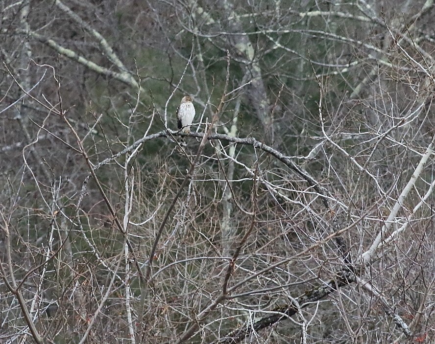 Cooper's Hawk - ML646258479