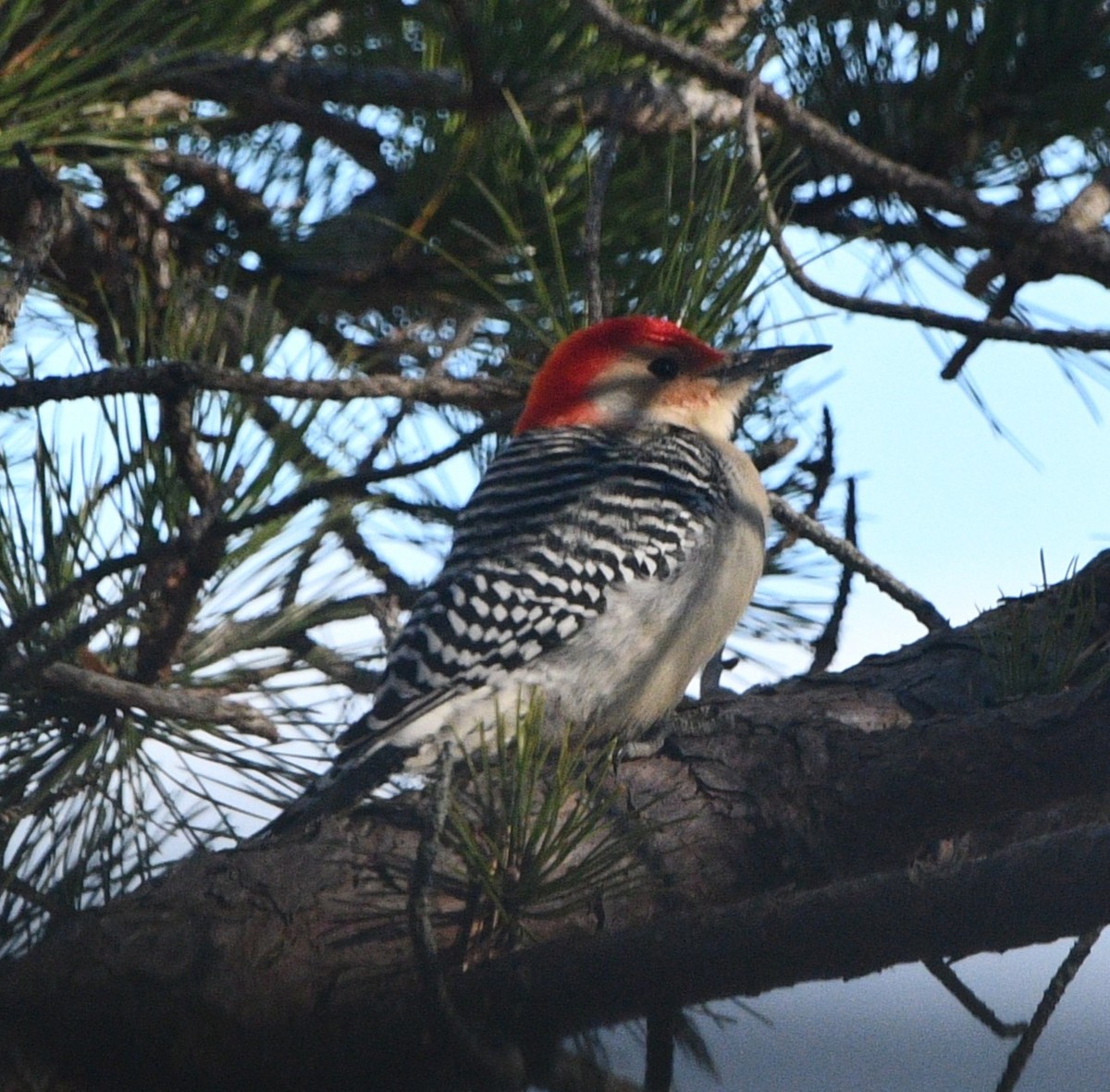 Kızılca Karınlı Ağaçkakan - ML646258485