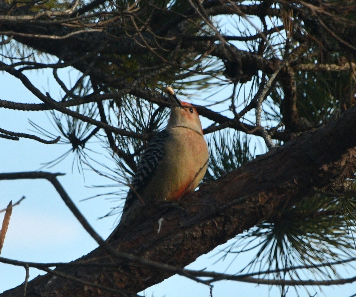 Kızılca Karınlı Ağaçkakan - ML646258486
