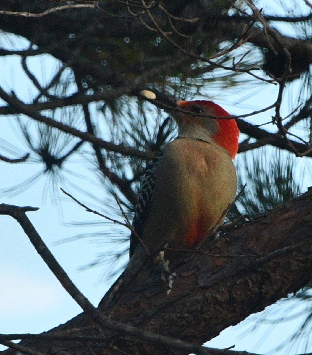 Kızılca Karınlı Ağaçkakan - ML646258488