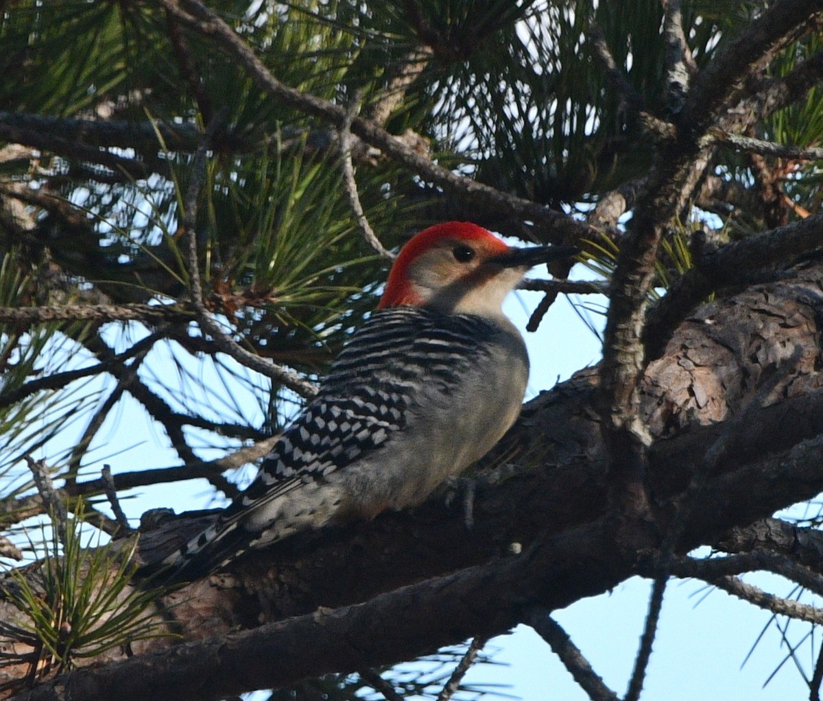 Kızılca Karınlı Ağaçkakan - ML646258490