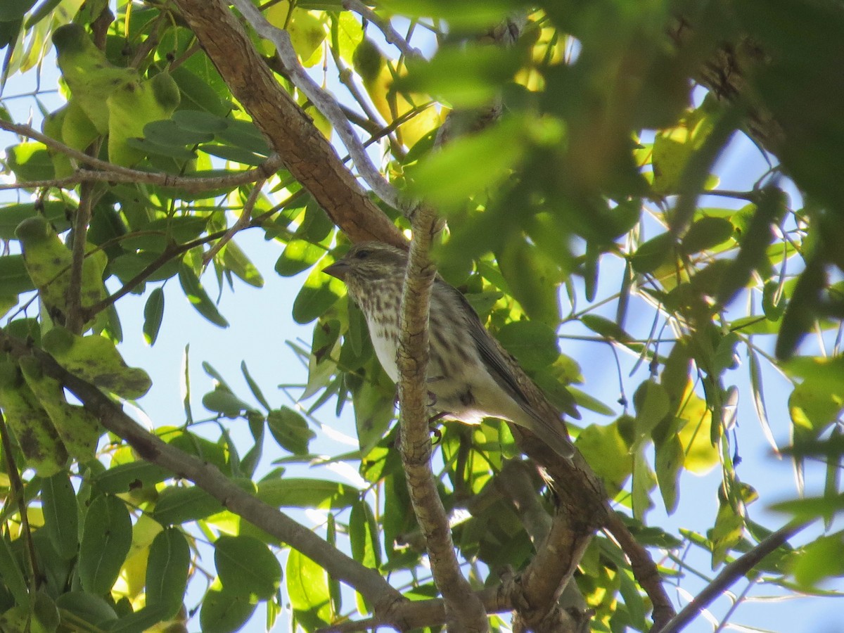 Purple Finch - ML646258491