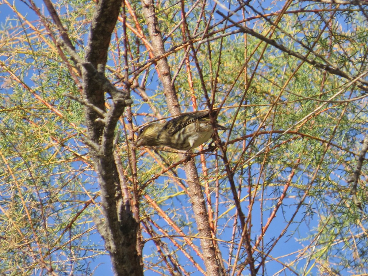 Purple Finch - ML646258492