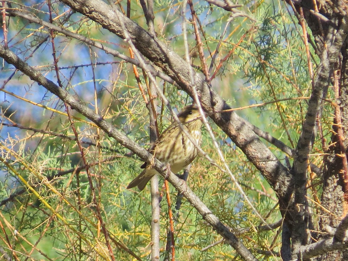 Purple Finch - ML646258493