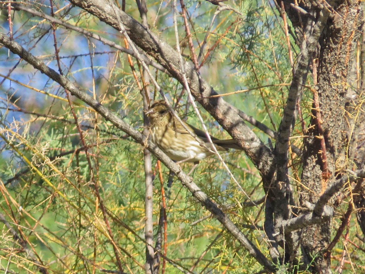 Purple Finch - ML646258494