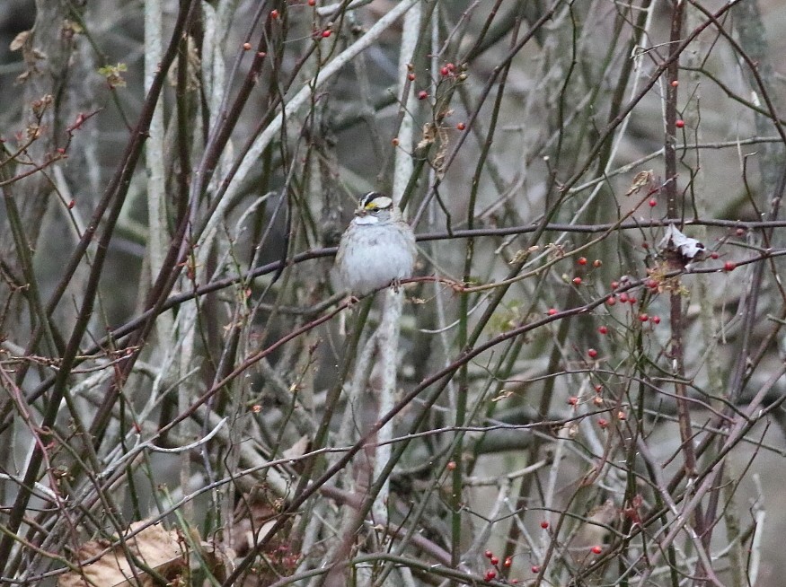 White-throated Sparrow - ML646258496