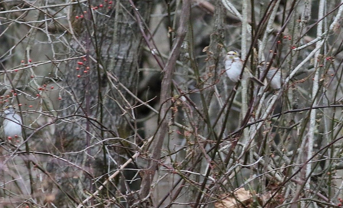 White-throated Sparrow - ML646258500