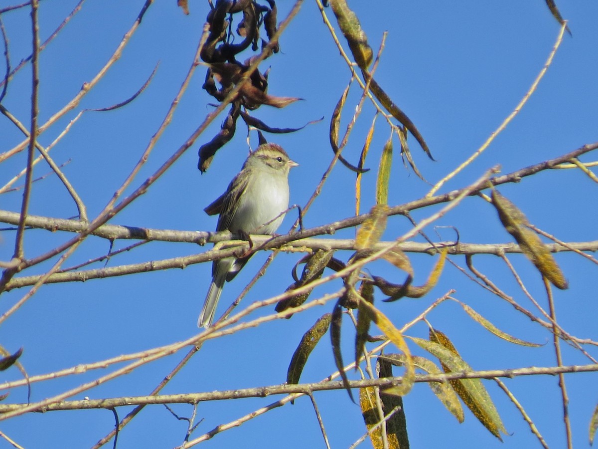 Chipping Sparrow - ML646258502