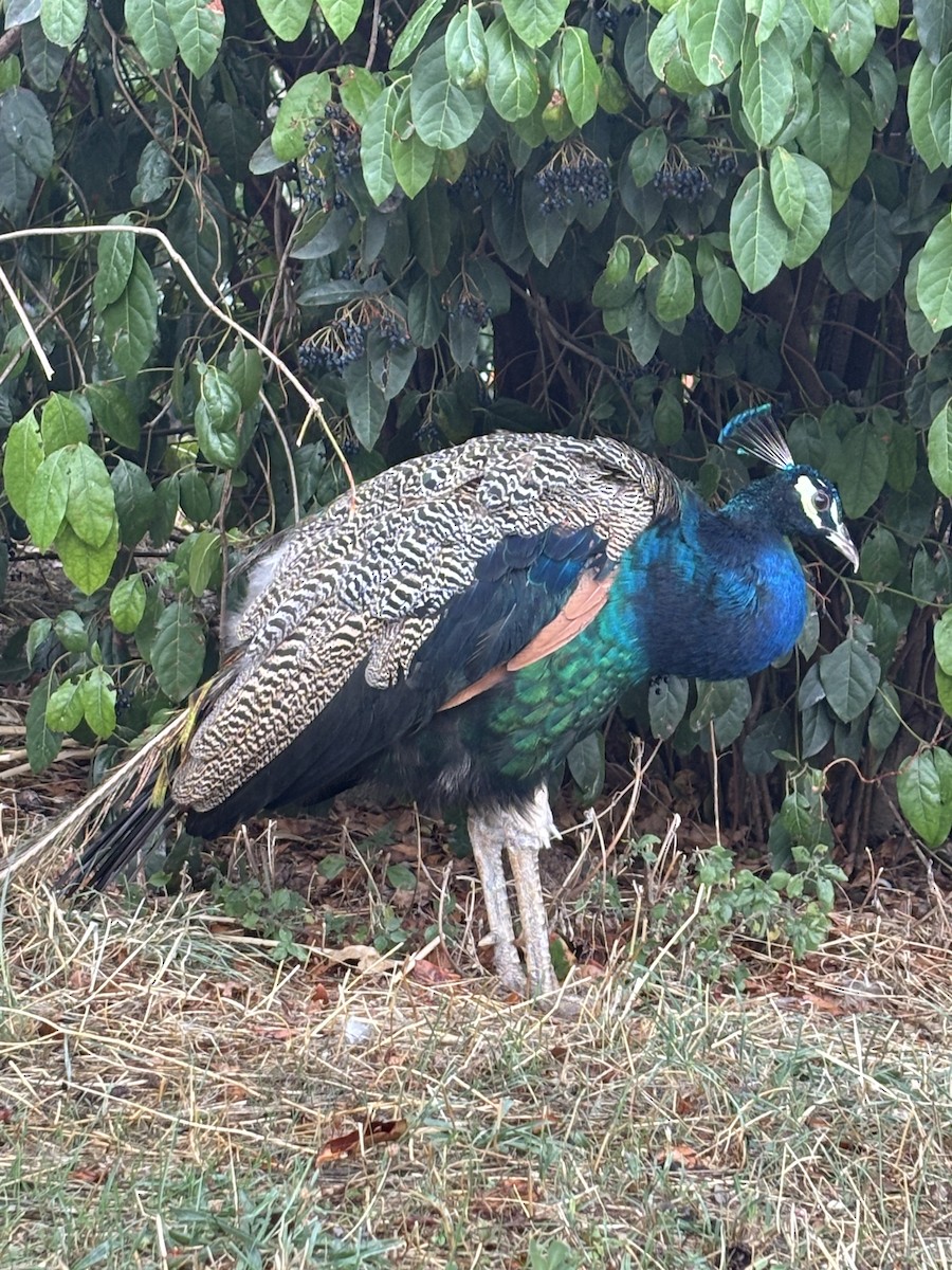 Indian Peafowl - ML646258508