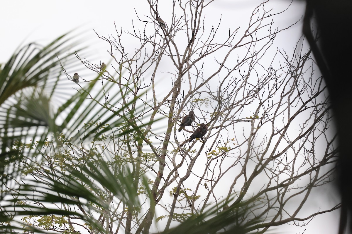 Red-billed Pigeon - ML646258511