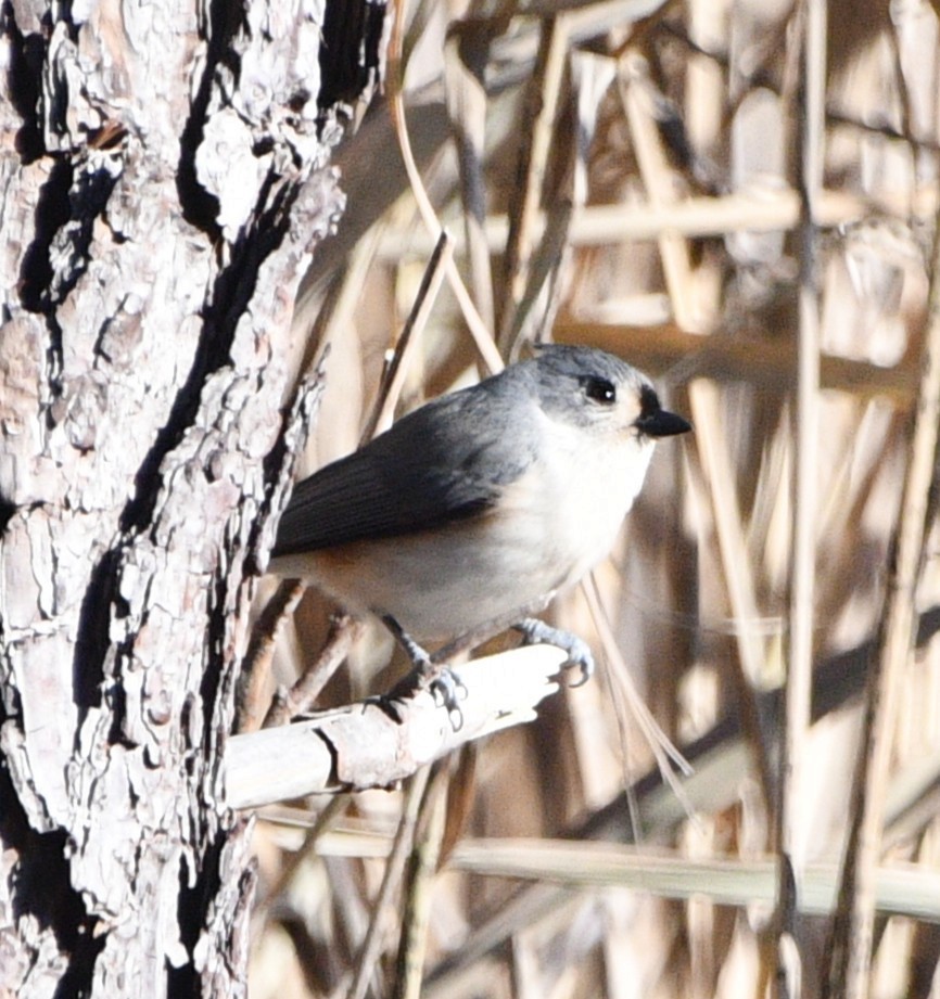 Ak Tepeli Baştankara - ML646258513