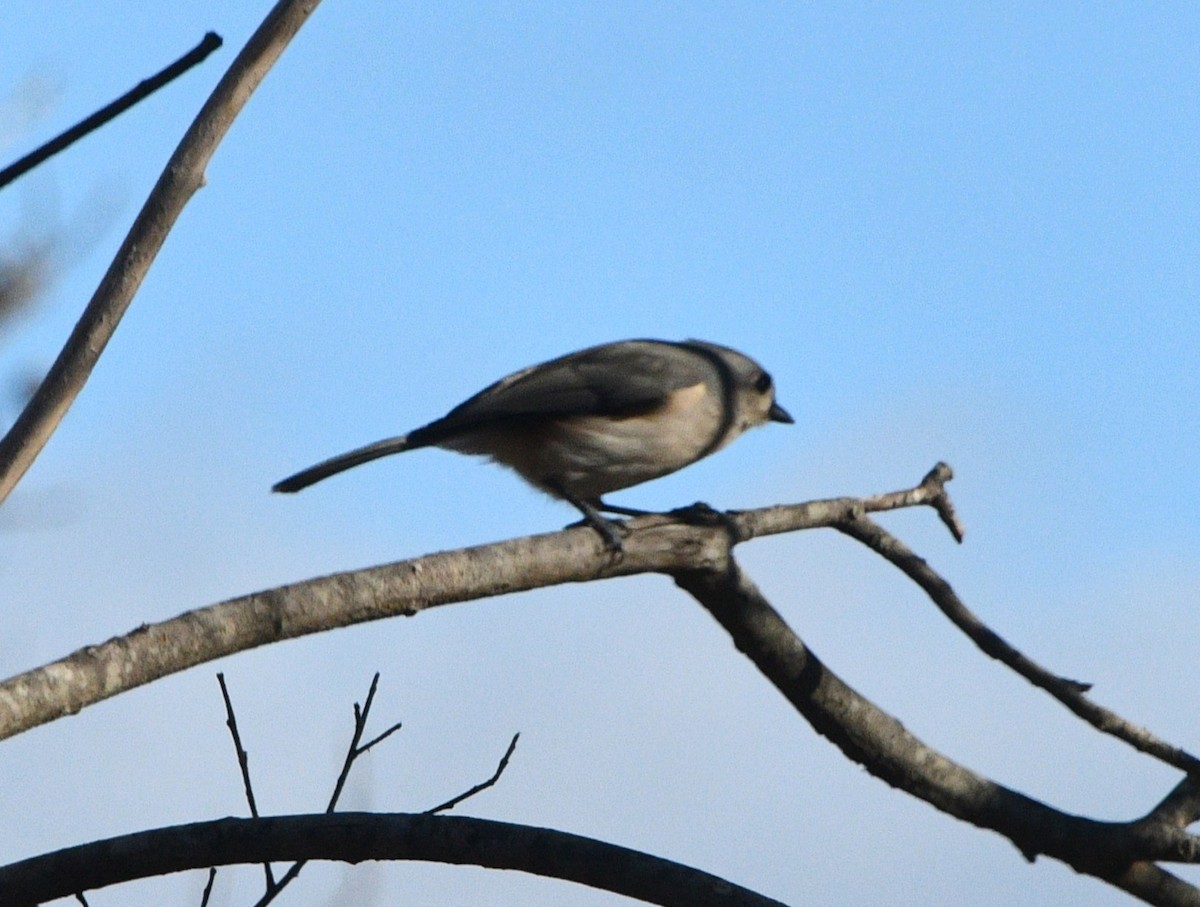 Ak Tepeli Baştankara - ML646258514