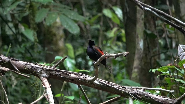 Wilson's Bird-of-Paradise - ML646258516