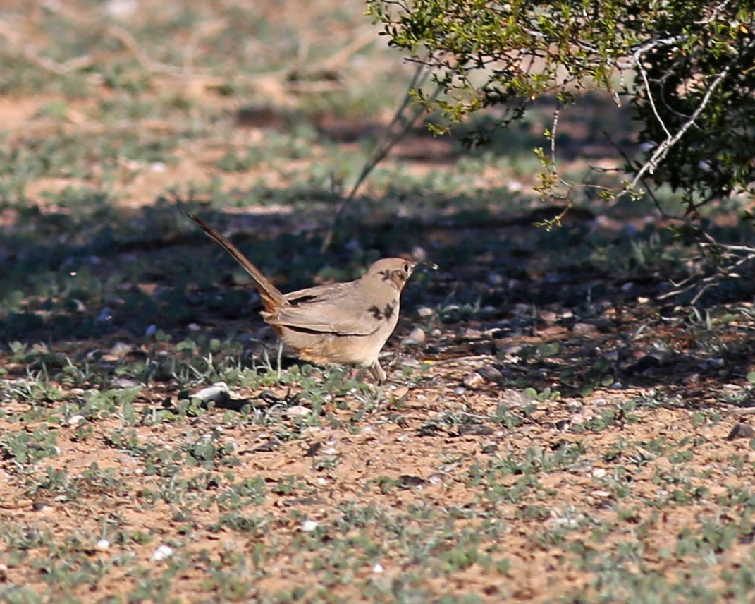 LeConte's Thrasher - ML646258520