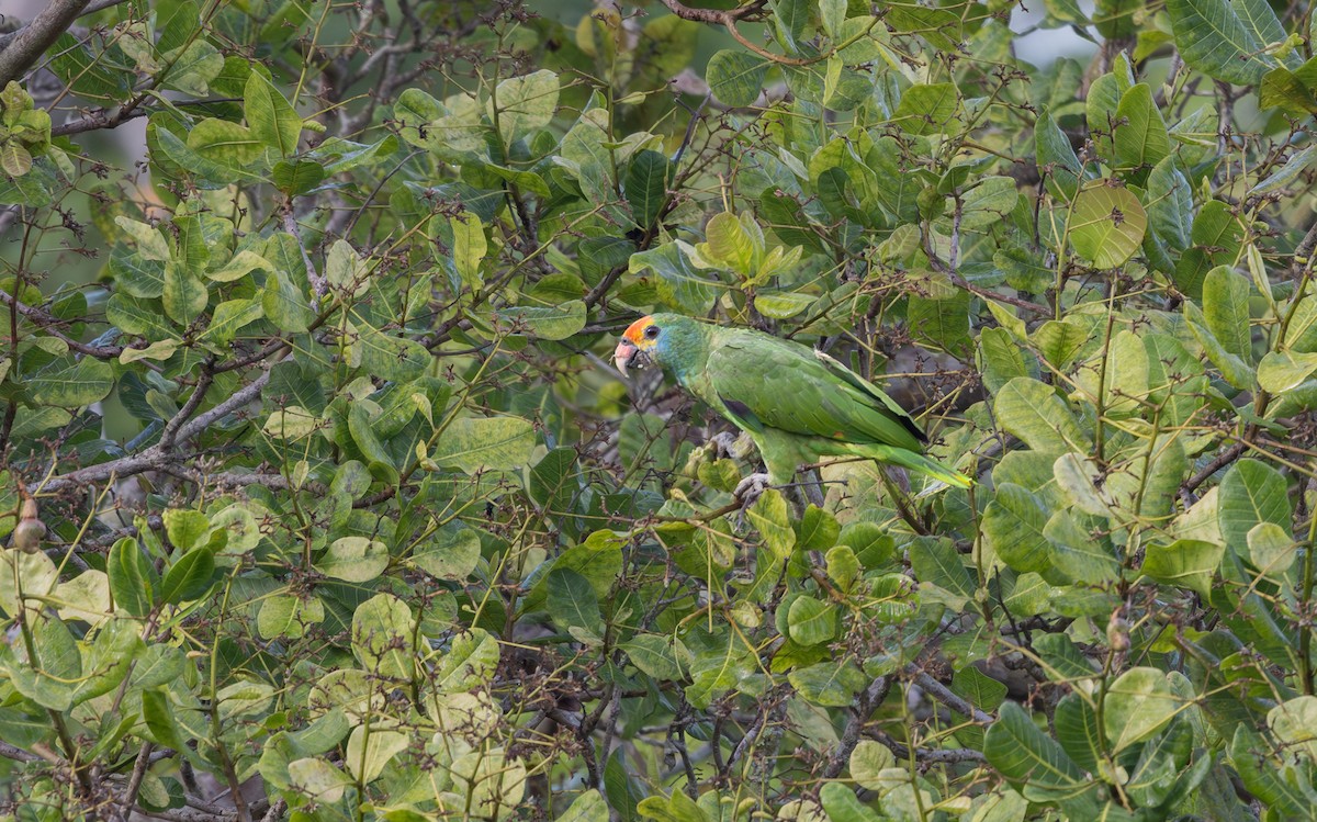 Red-browed Amazon - ML646258521