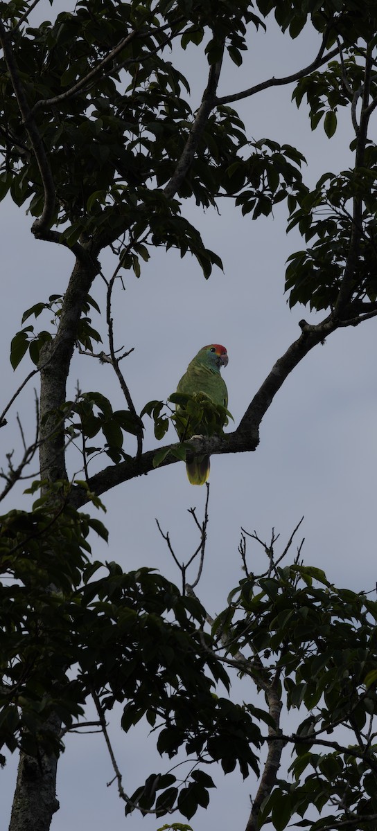 Red-browed Amazon - ML646258522