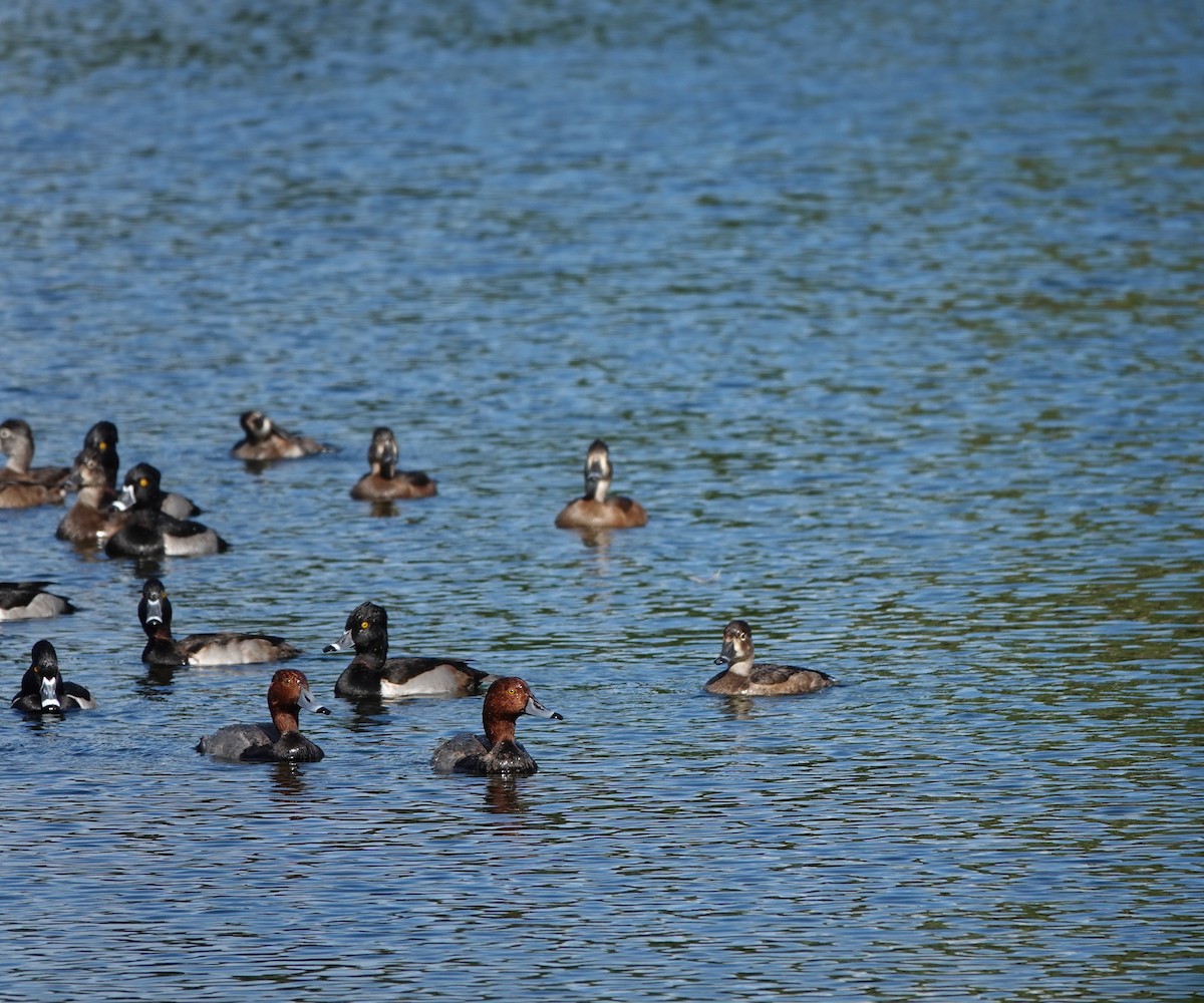 kobberhodeand - ML646258528