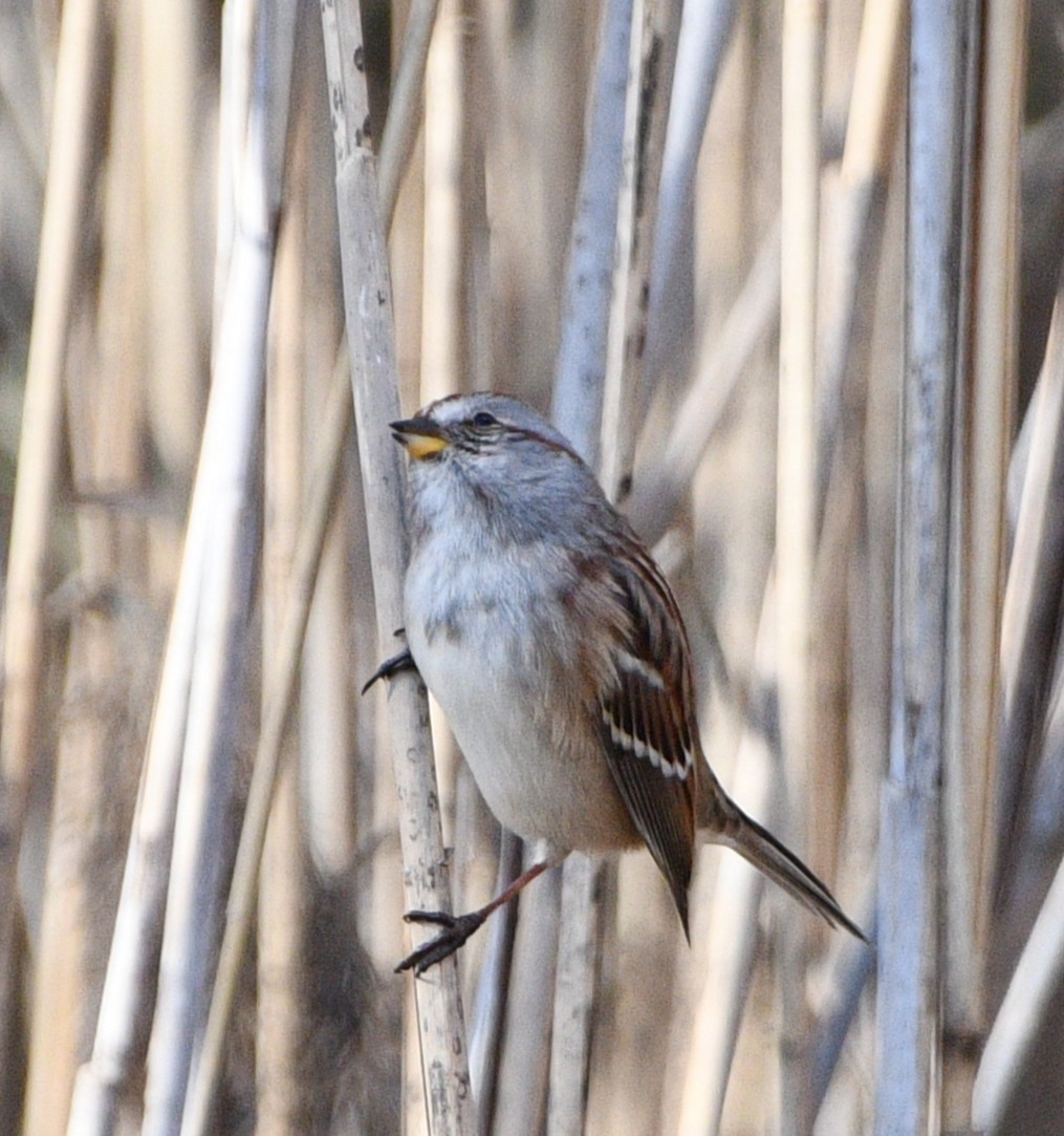 Hudson Körfezi Serçesi - ML646258530