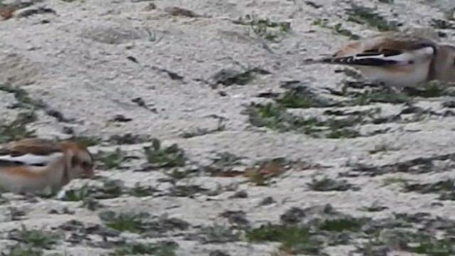 Snow Bunting - ML646258533