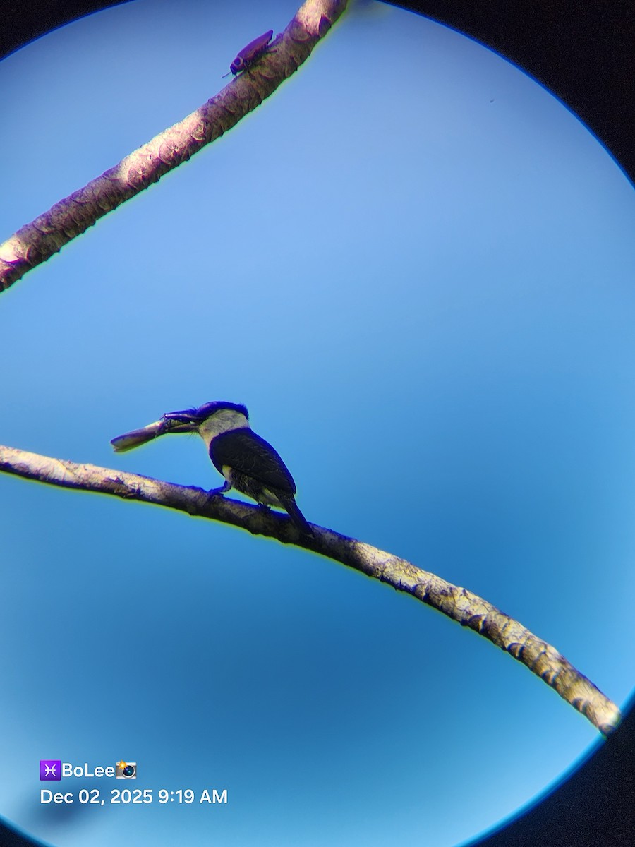 White-necked Puffbird - ML646258540