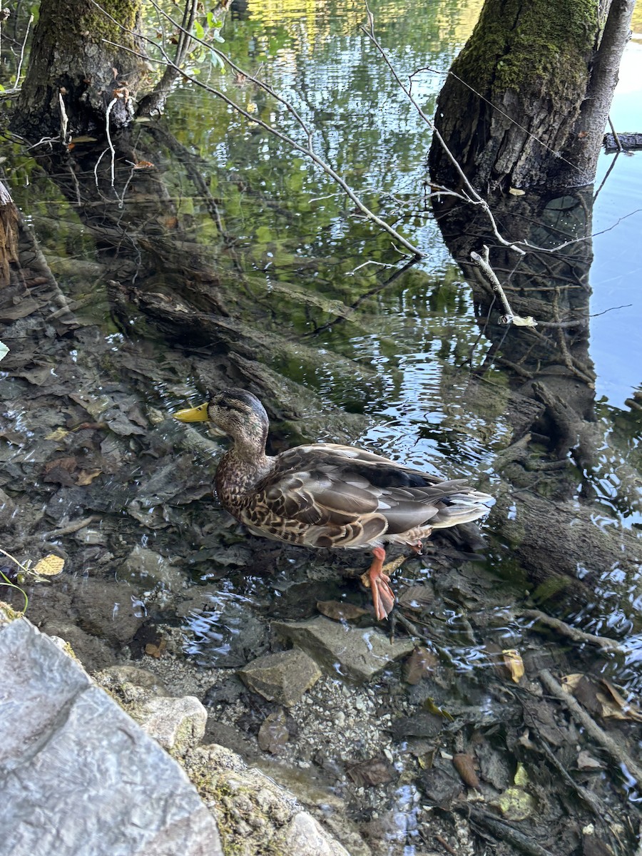 Mallard - ML646258541