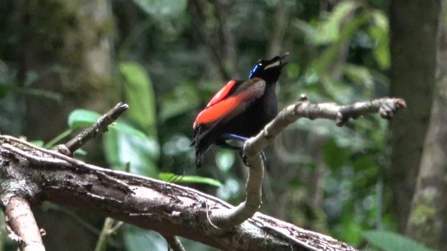 Wilson's Bird-of-Paradise - ML646258543
