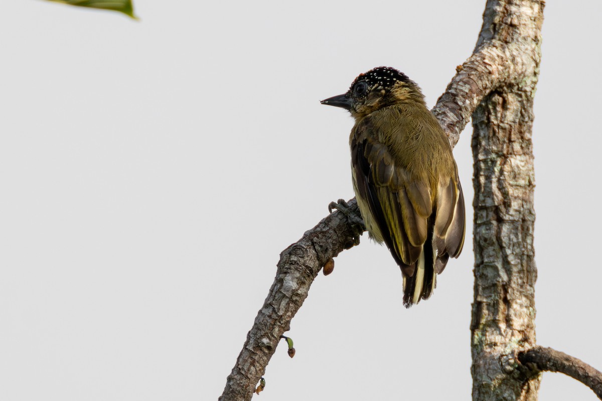Olivaceous Piculet - ML646258552