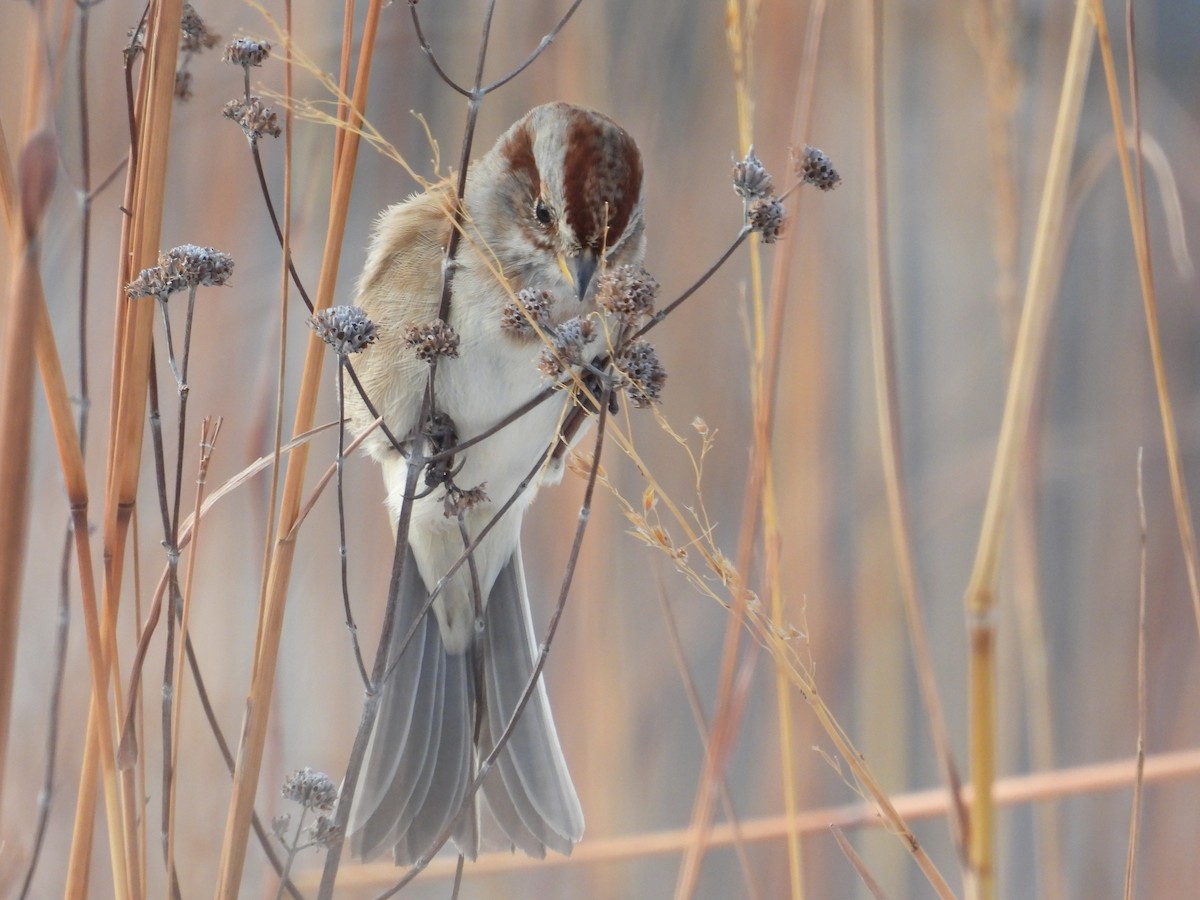 ムナフヒメドリ - ML646258553