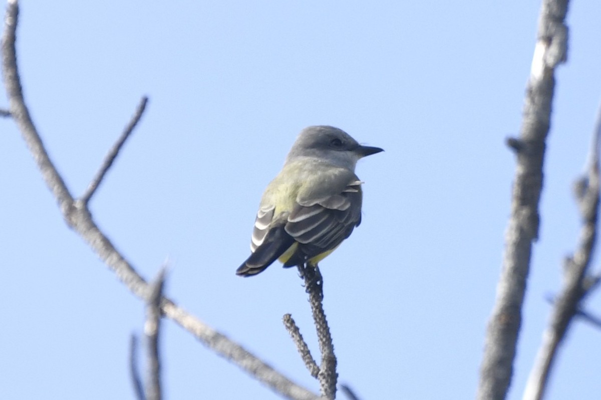 Tirano Occidental - ML646258554