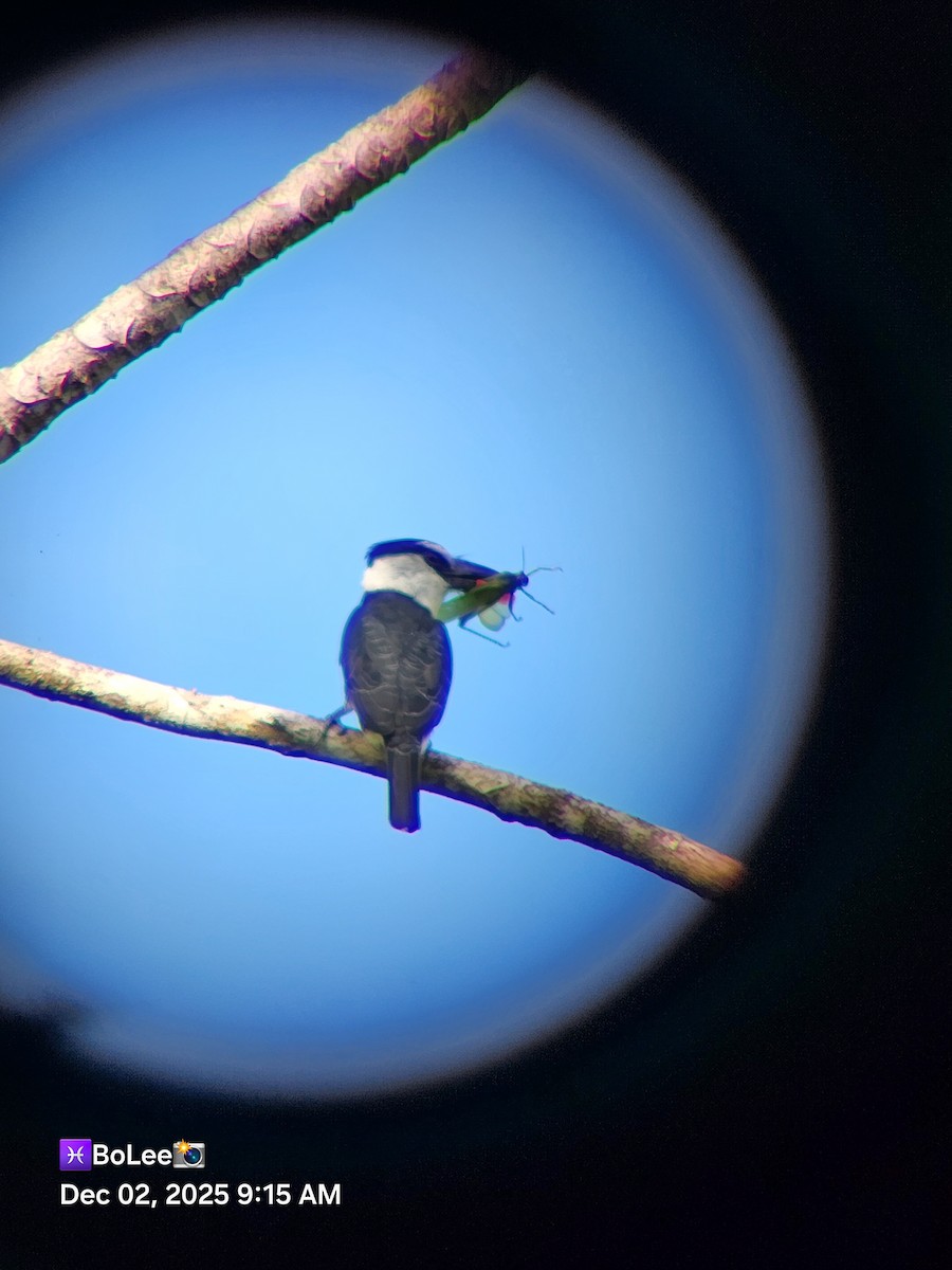 White-necked Puffbird - ML646258555