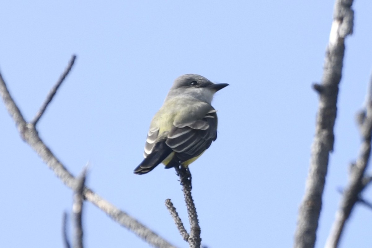 Tirano Occidental - ML646258557