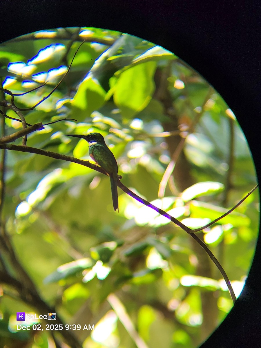 Rufous-tailed Jacamar - ML646258559