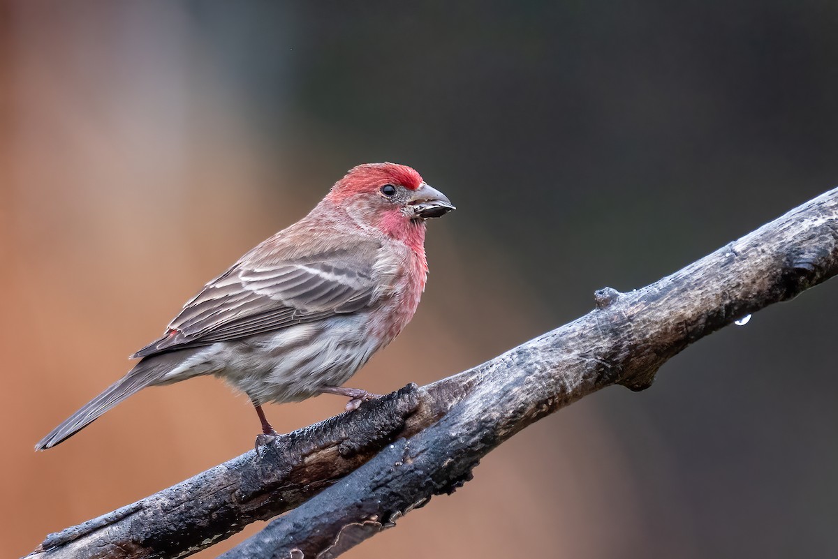 House Finch - ML646258560