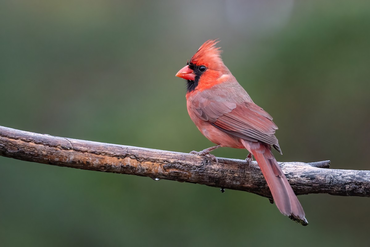 Northern Cardinal - ML646258572