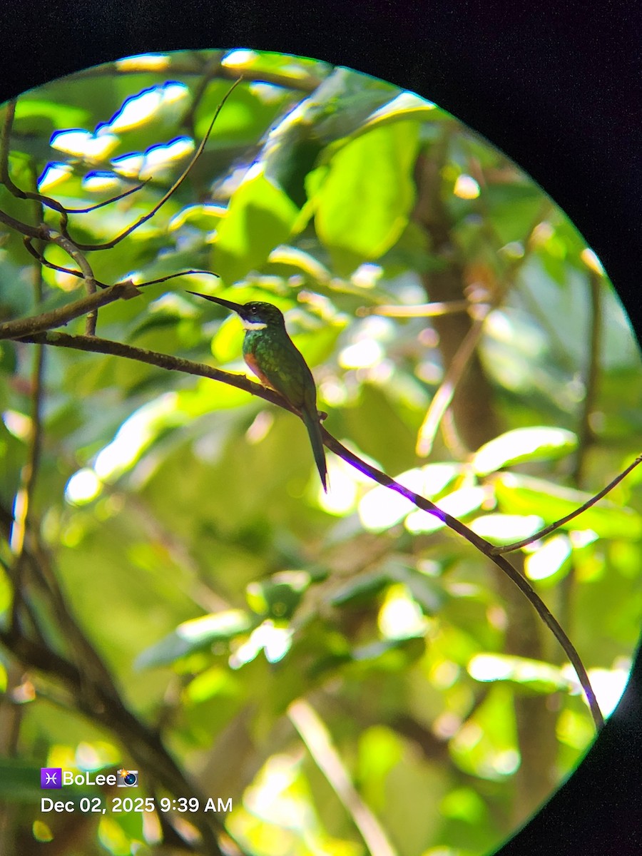 Rufous-tailed Jacamar - ML646258574