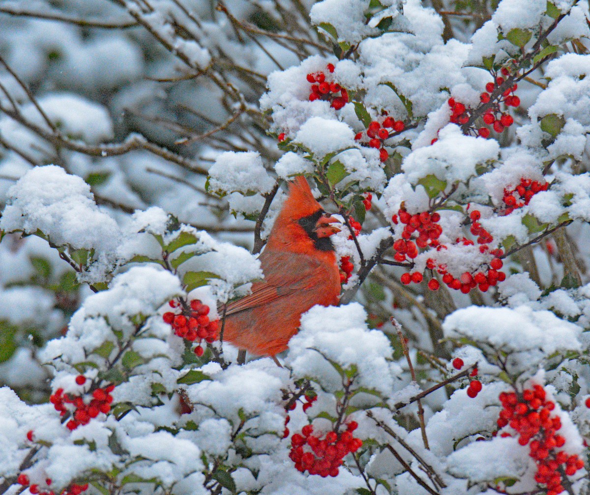 Kırmızı Kardinal - ML646258575